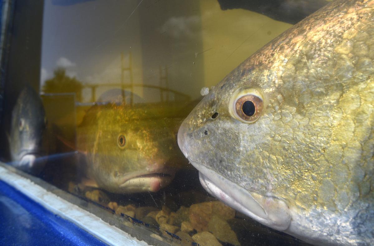 Aquarium fish for sale in brunswick georgia