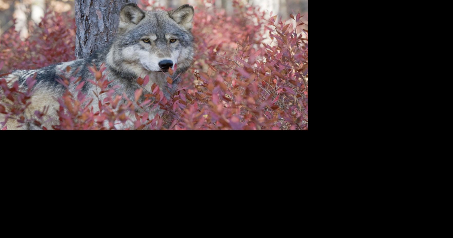 Wolves are Minnesota's most unlikely — and surprisingly effective — blueberry gardeners Greg Stanley, The Minnesota Star Tribune Sep 3, 2026 41 mins ago