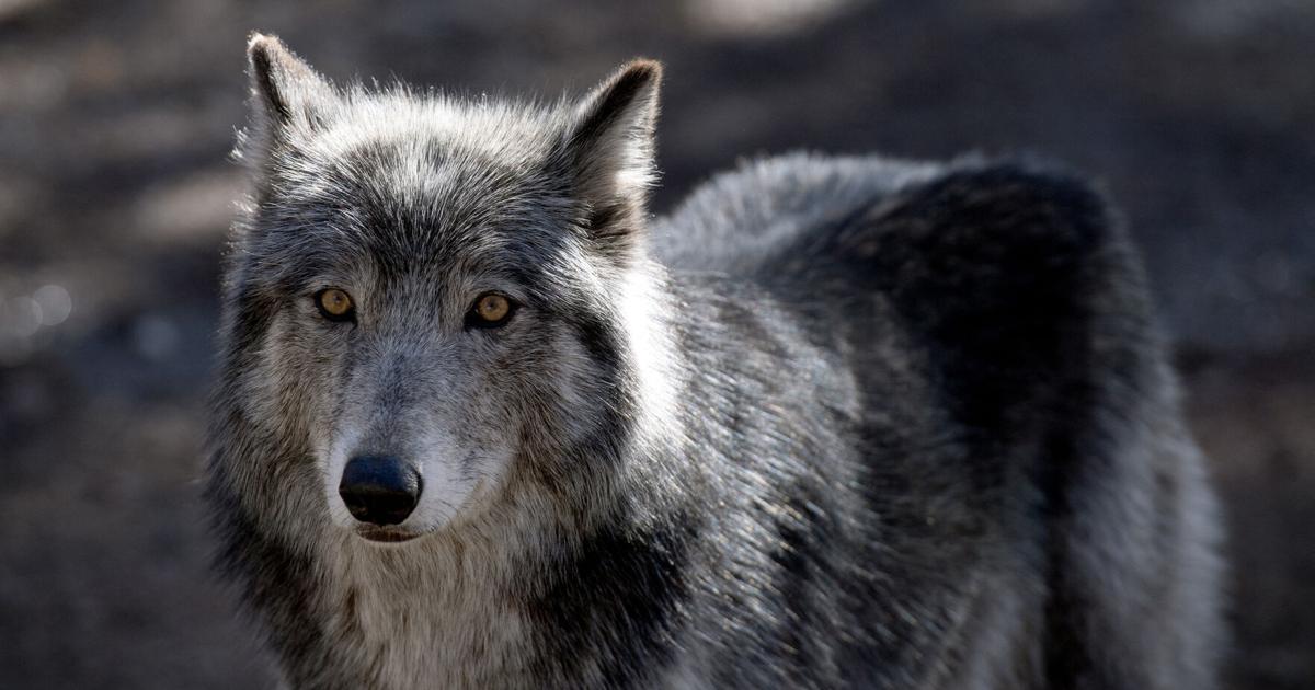 Colorado rancher acknowledges her employee shot wolf in March Aldo Svaldi, The Denver Post Jun 6, 2026 1 hr ago