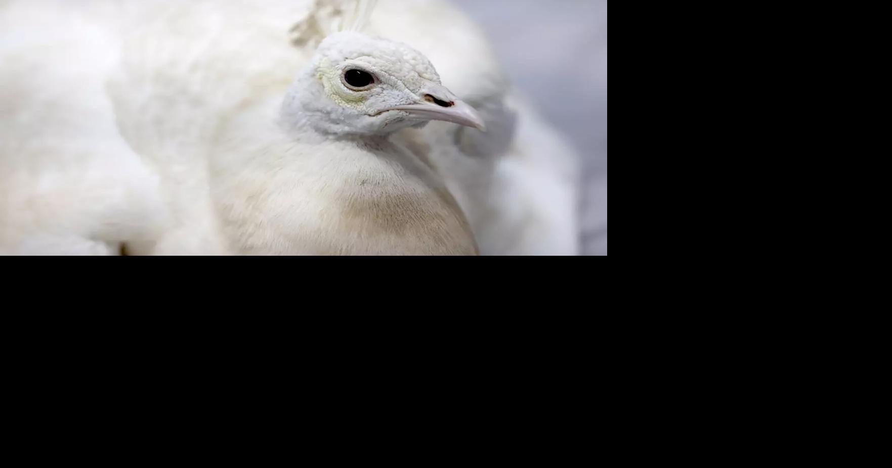 Pasadena peacock beaten by postal worker, video shows; neighbors outraged Terry Castleman, Los Angeles Times Aug 20, 2026 2 hrs ago