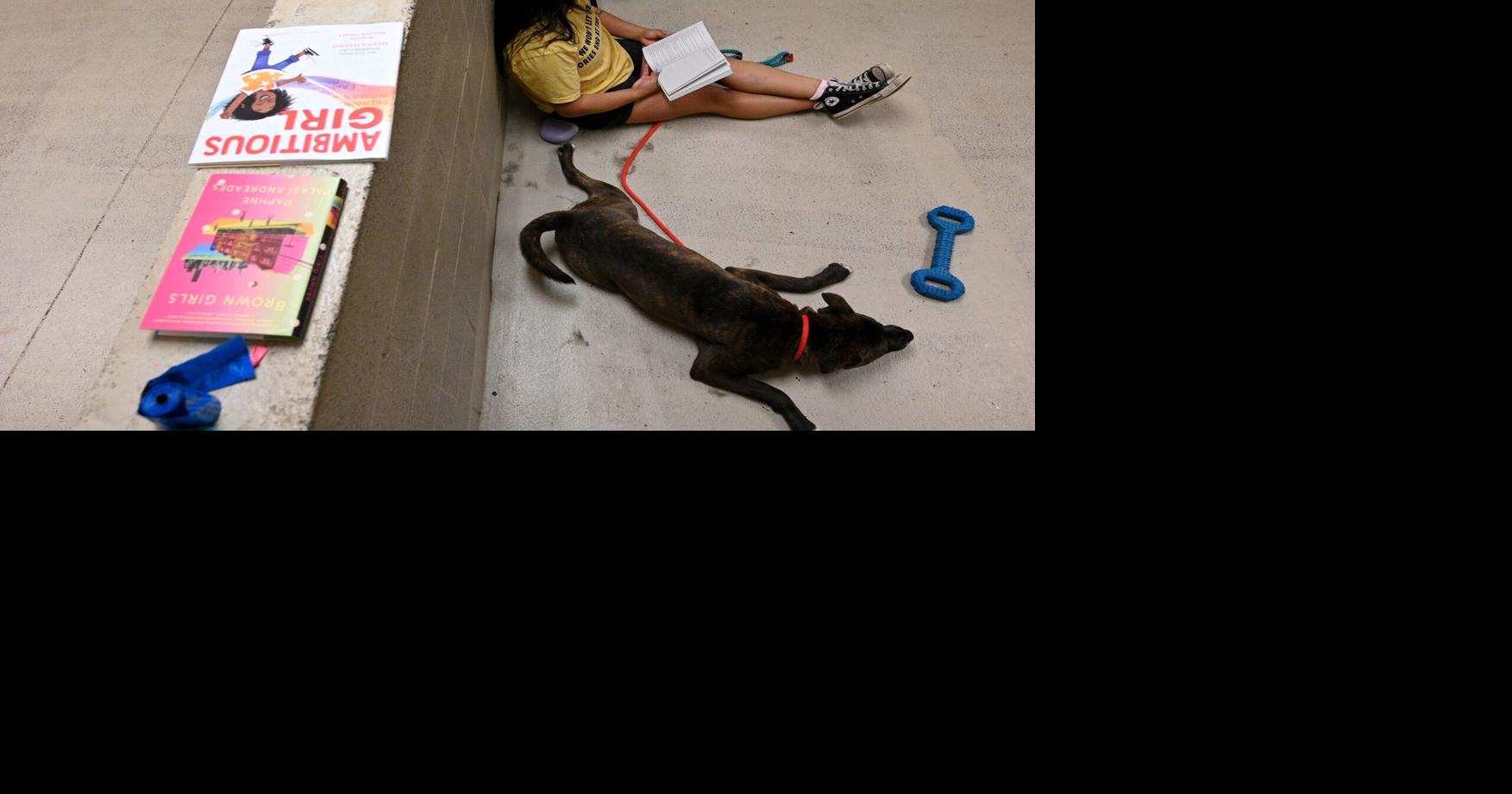 Volunteers find a novel way to help shelter dogs | News ...