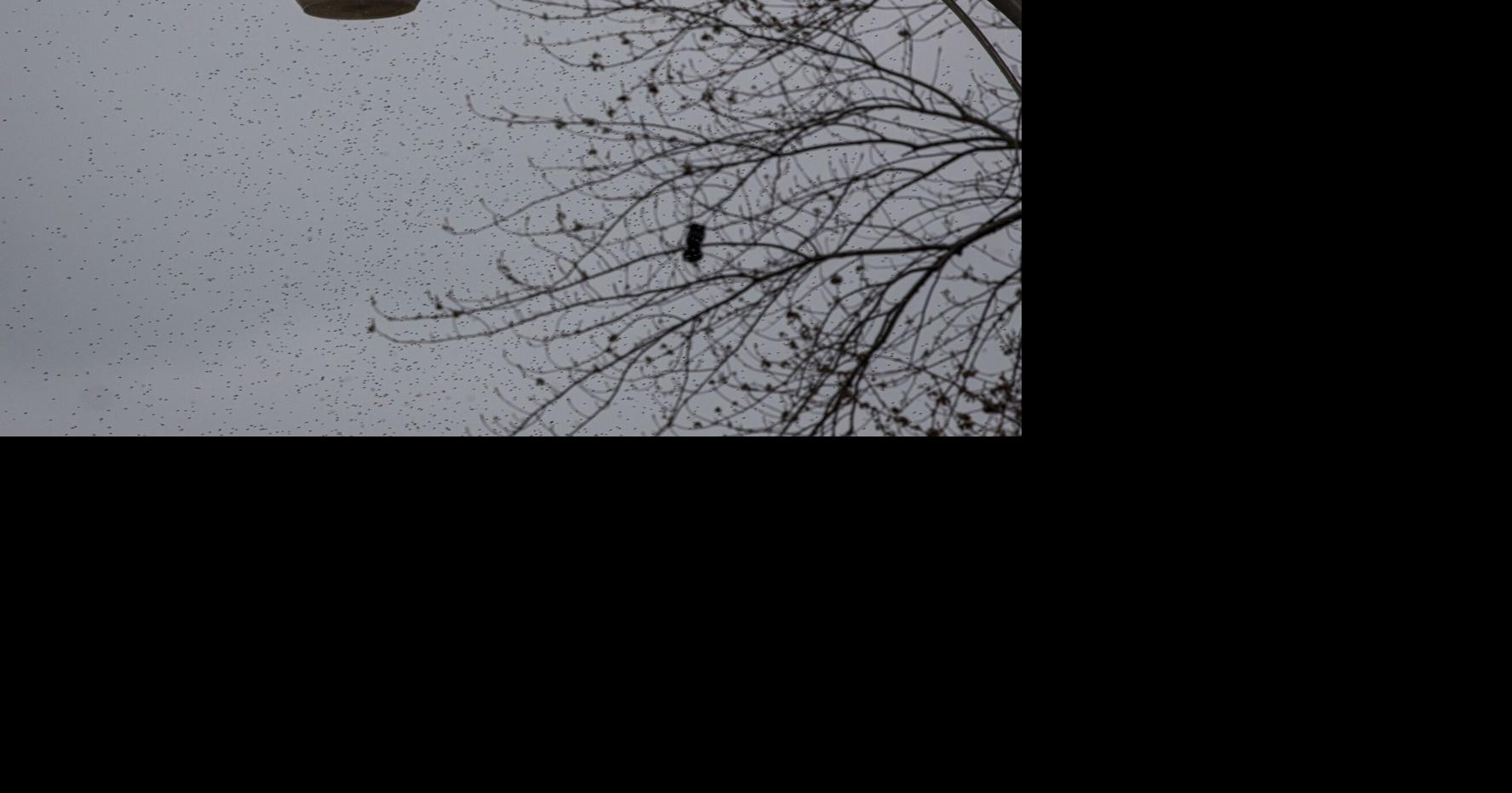 As insects die off, birds are shrinking at this Lake Erie observatory Carol Thompson, The Detroit News Jun 28, 2026 43 mins ago