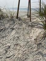 Turtle nesting season begins with advocates still seeking new lighting rules