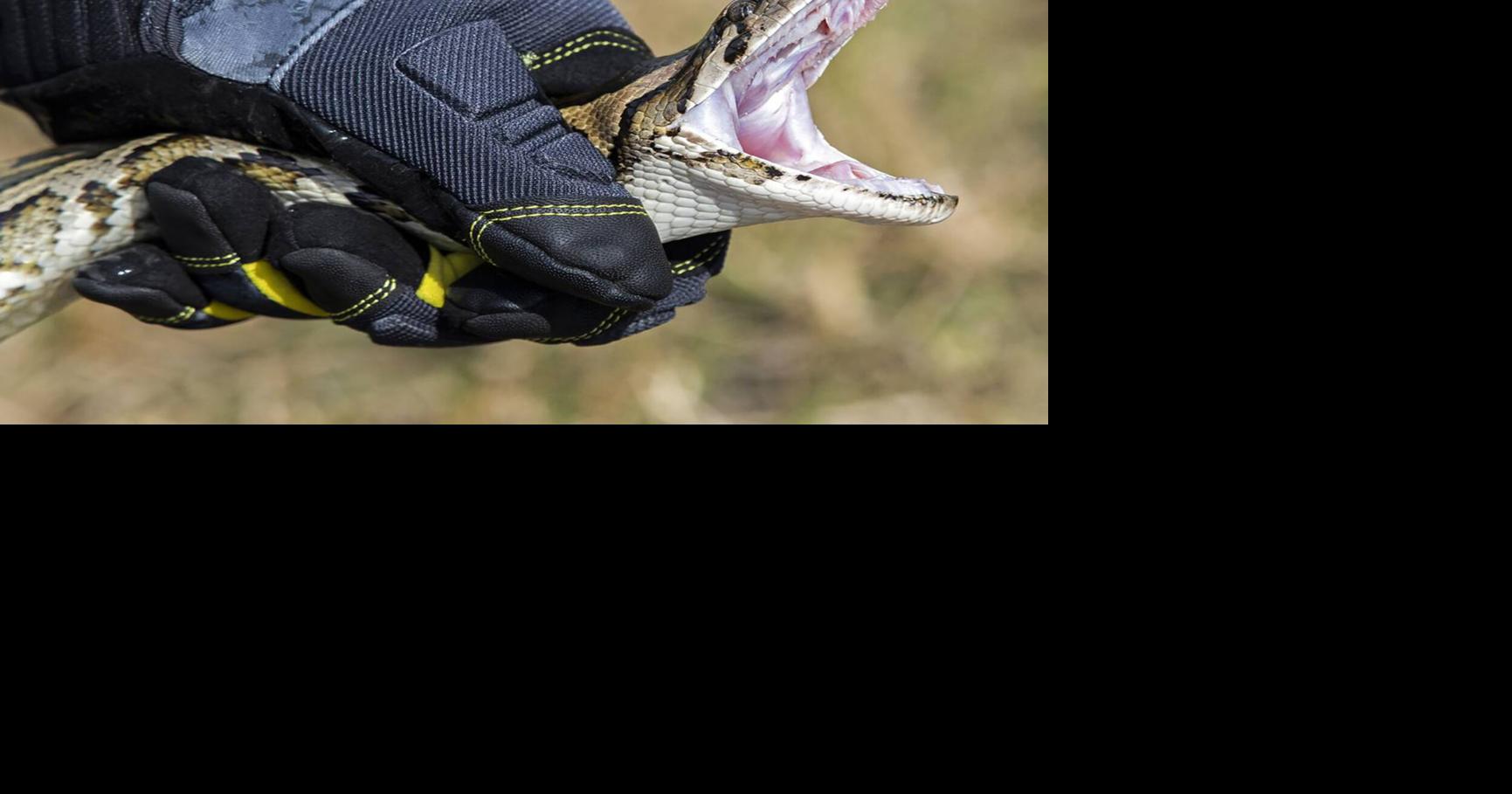 How a new documentary captured Florida's competitive python hunt Gabrielle Calise, Tampa Bay Times Jun 4, 2026 1 hr ago