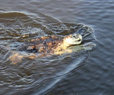 050515_turtles