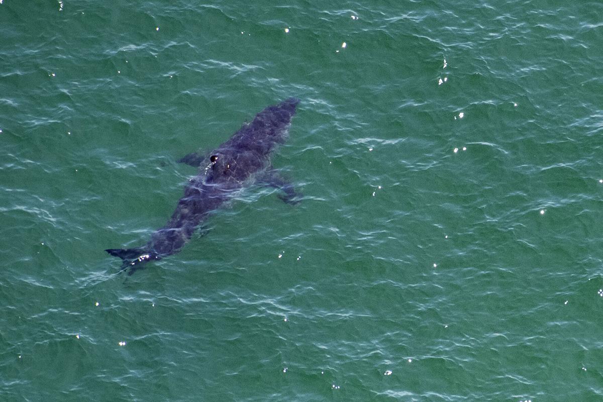 Another report of a shark in Cape Cod Bay leaping out of the water