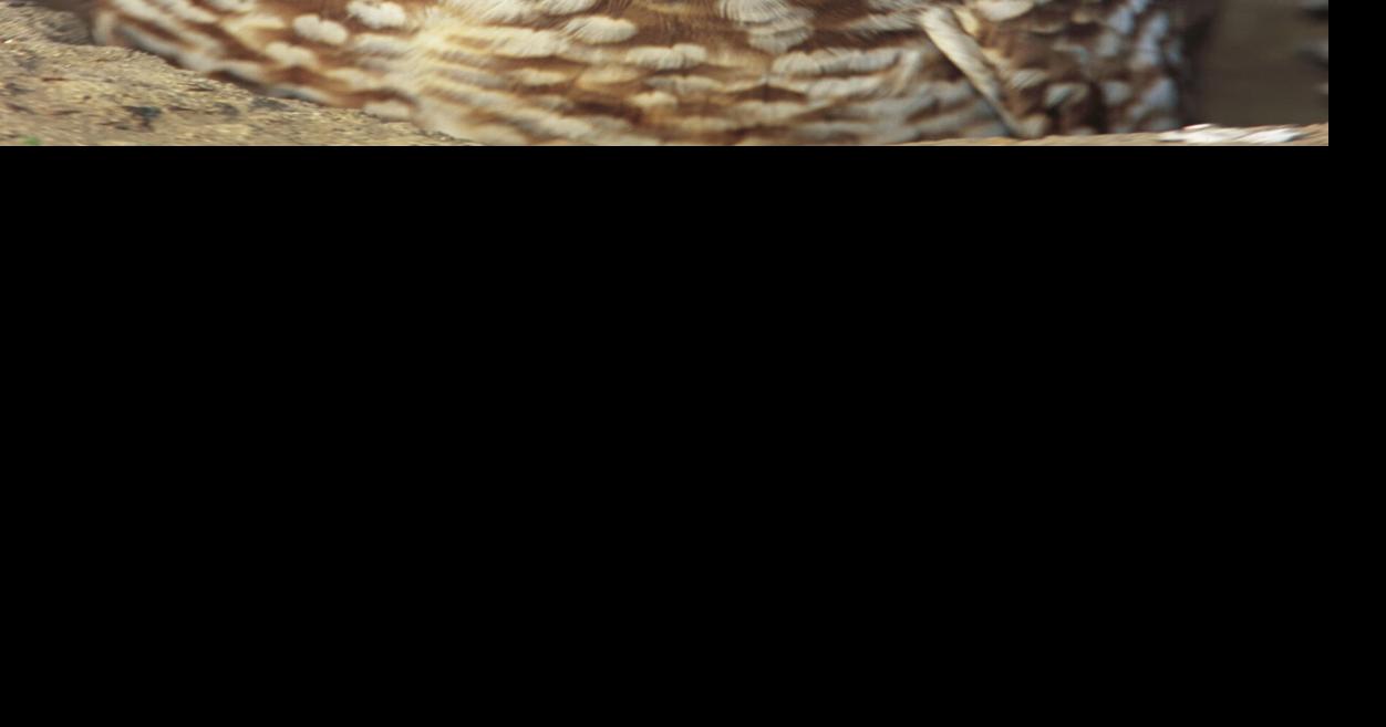 As Las Vegas grows, Clark County looks to protect its burrowing owls Sophie Baker, Las Vegas Review-Journal Jul 26, 2026 59 mins ago
