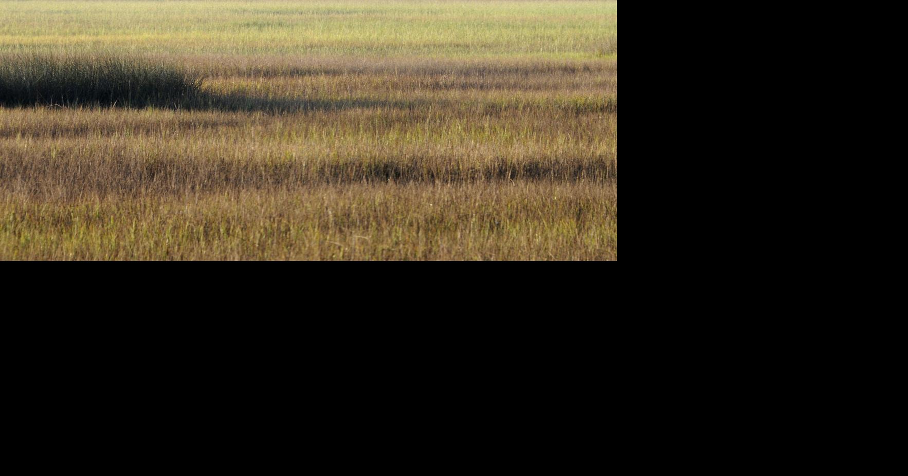 UGA paper suggest marshes losing ground to rising seas | Local News ...