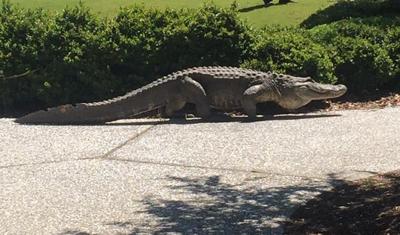 jekyll island alligator big gator brunswick parkway approximately photographed fortson ben foot seen named male