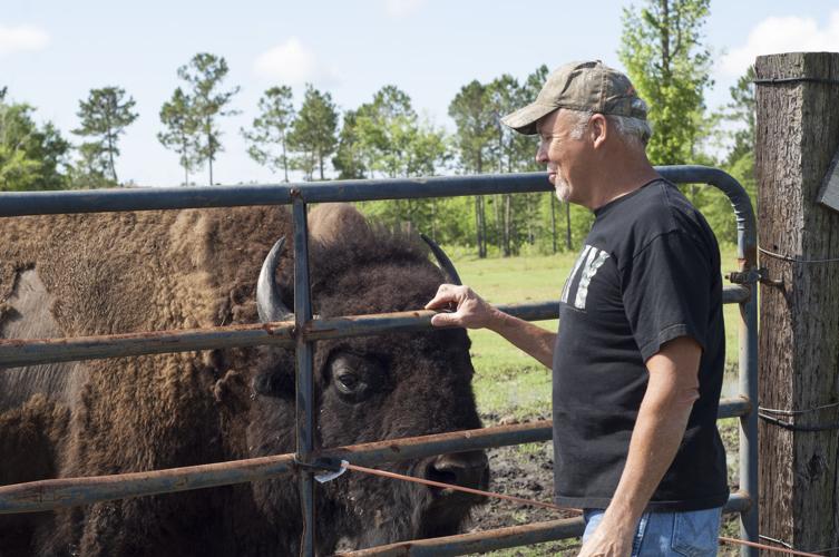 Rancher brings bison back to coast Life