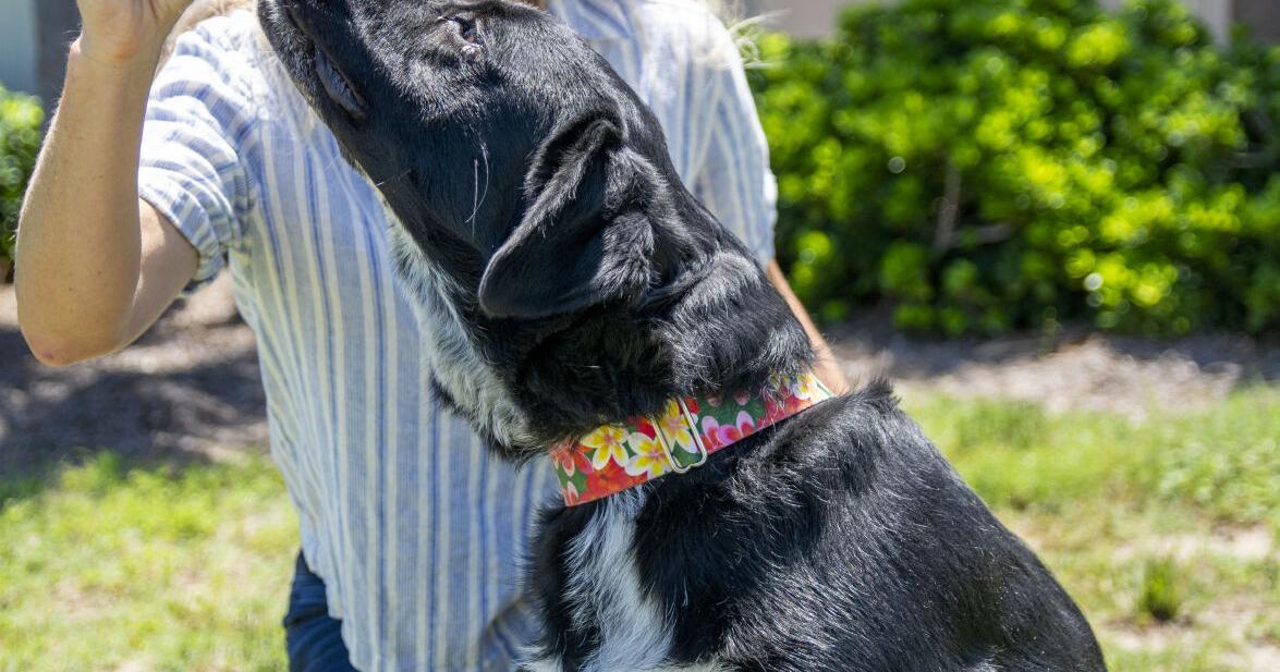 GCAS to host free pet ID clinic