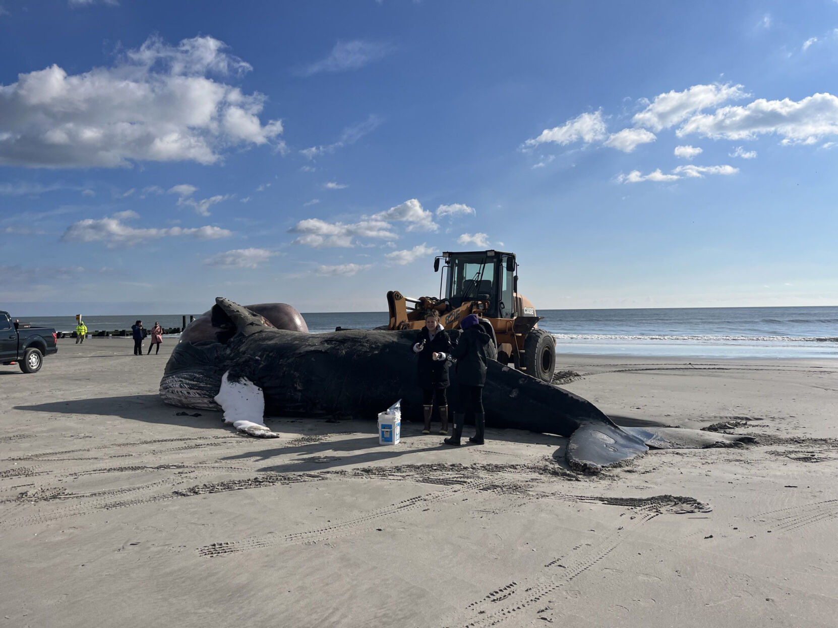 Conspiracy theorists on Facebook are winning the information war about New Jersey whale deaths News thebrunswicknews