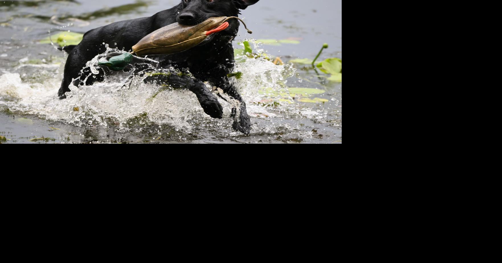 Max, a 3- year old black lab, retrieves a dead-fowl trainer while taking part in retrieving activities on Aug. 7, 2026, at Game Fair in Ramsey, Minnesota.