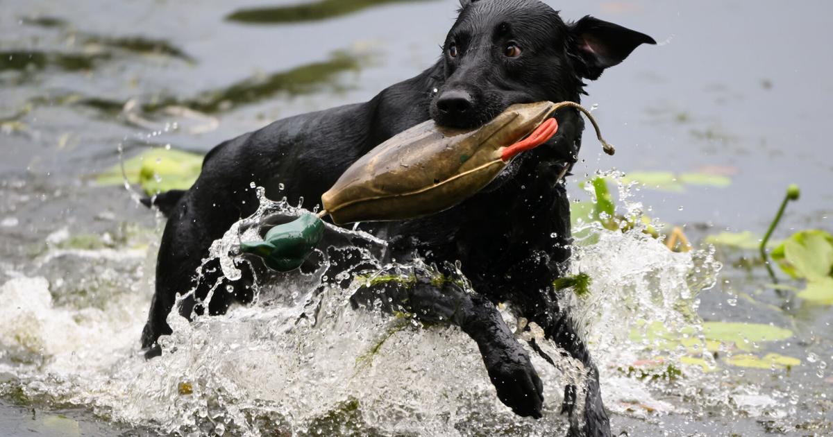 Max, a 3- year old black lab, retrieves a dead-fowl trainer while taking part in retrieving activities on Aug. 7, 2026, at Game Fair in Ramsey, Minnesota.