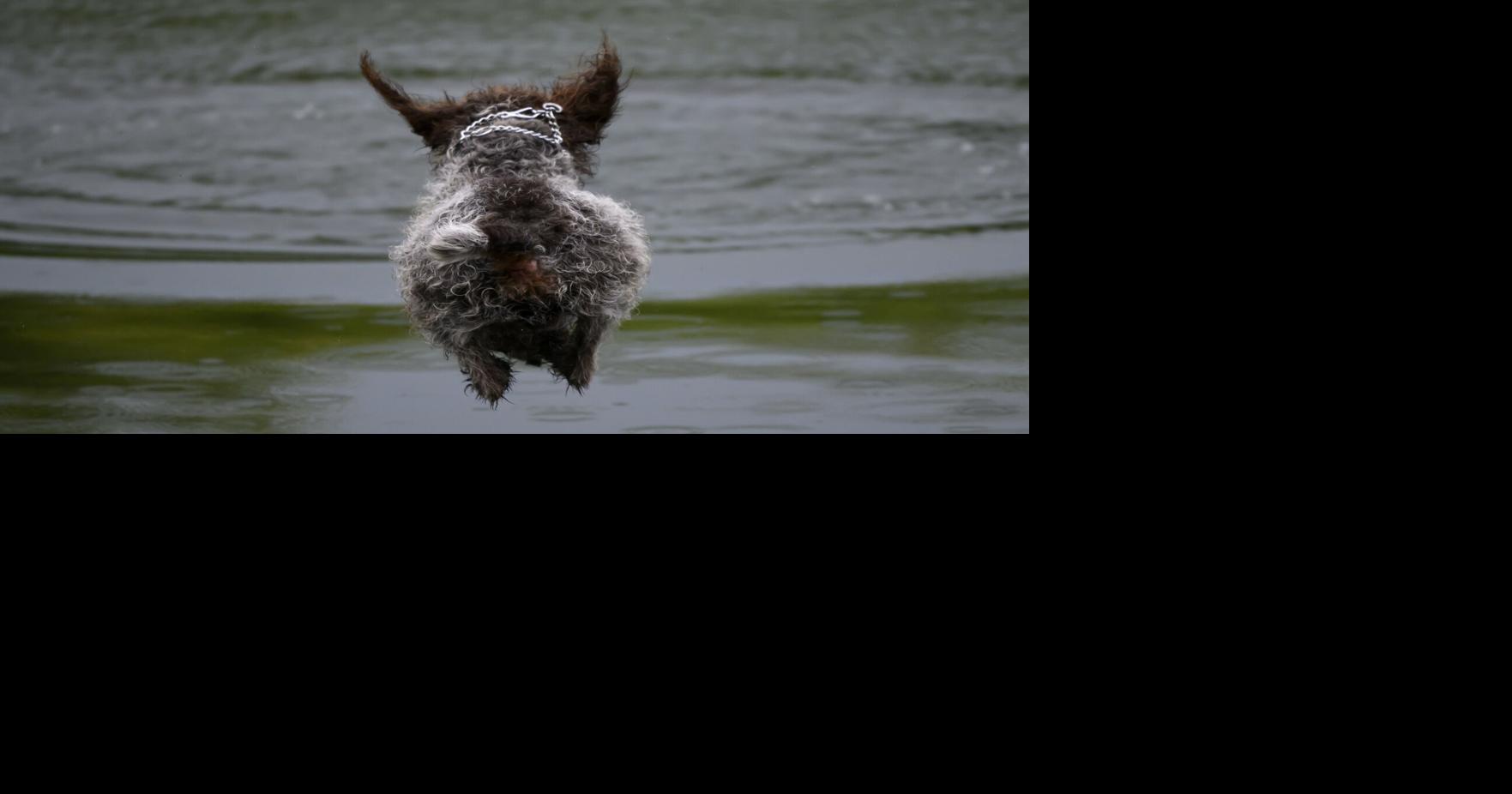 A dog leaps off the dock during a long jump retrieving activity on Aug. 7, 2026, at Game Fair in Ramsey, Minnesota.