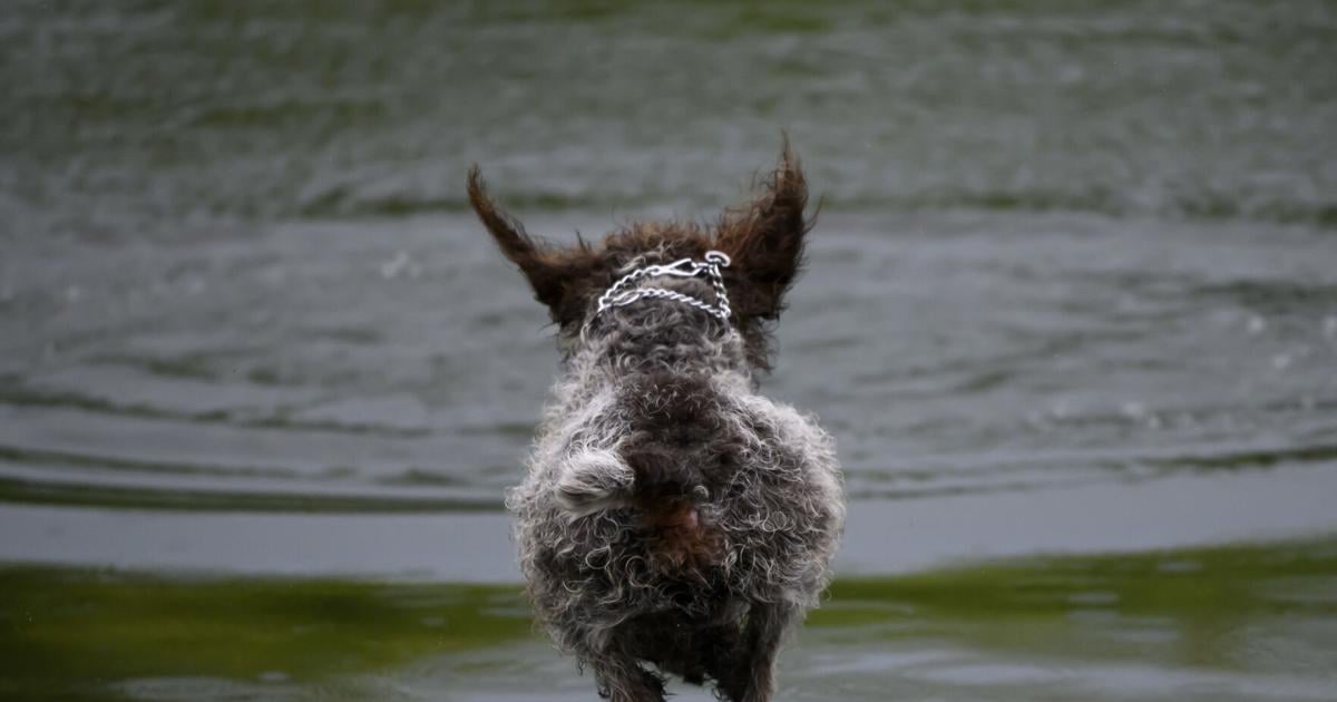 A dog leaps off the dock during a long jump retrieving activity on Aug. 7, 2026, at Game Fair in Ramsey, Minnesota.