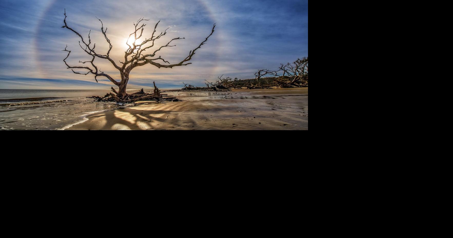 Iconic tree at ever changing Driftwood Beach falls | Local News ...