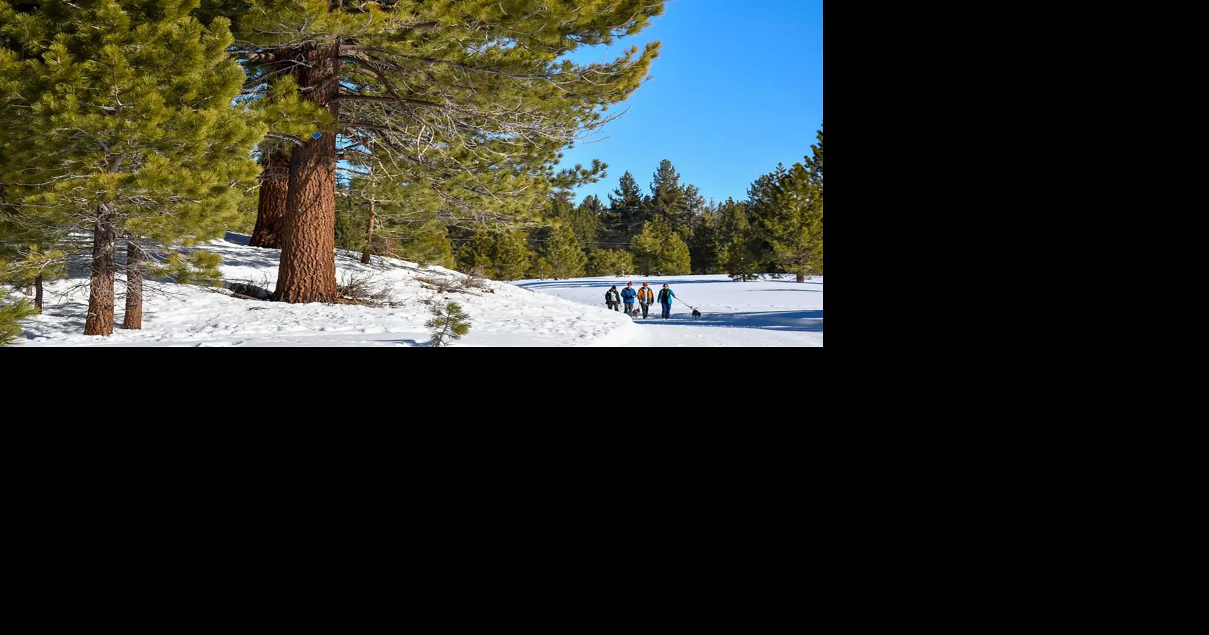 'No lines and big, wide-open runs': This woodsy California ski town is like Mammoth without the crowds