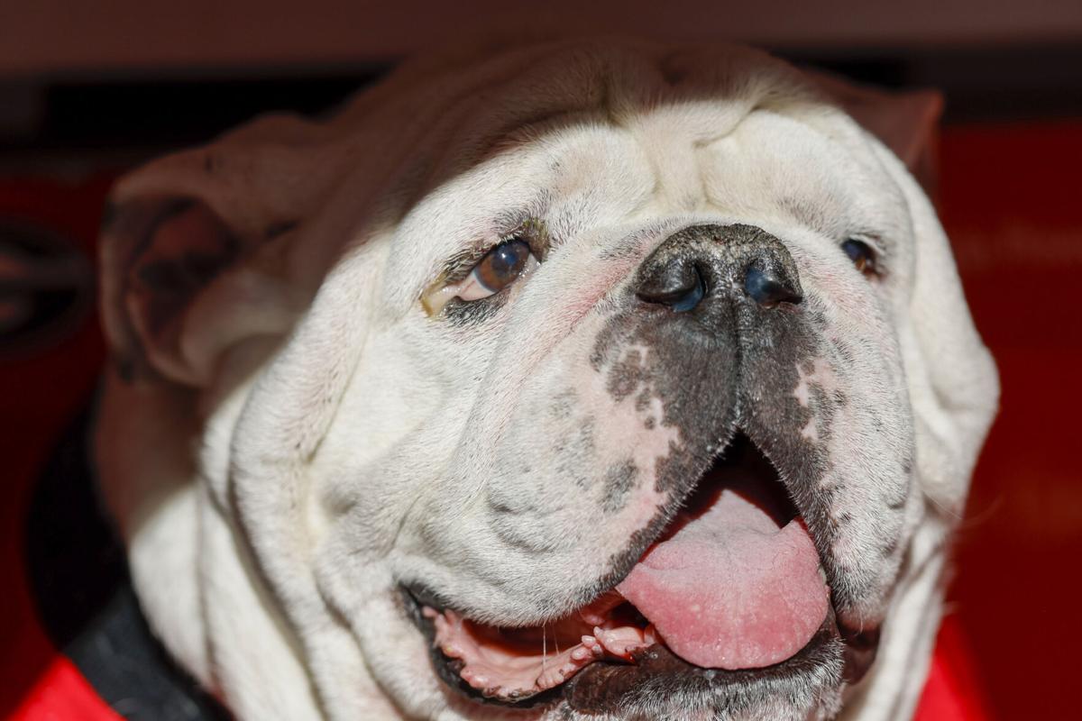 Photos: Boom the Bulldog takes his place as Uga XI at G-Day