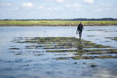 Why Georgia-grown oysters are scarce and what's holding them back
