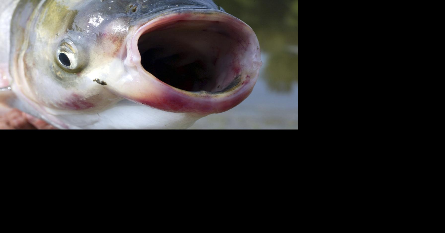 Invasive carp are getting closer to the Great Lakes, prompting warnings Carol Thompson, The Detroit News Aug 18, 2026 27 mins ago