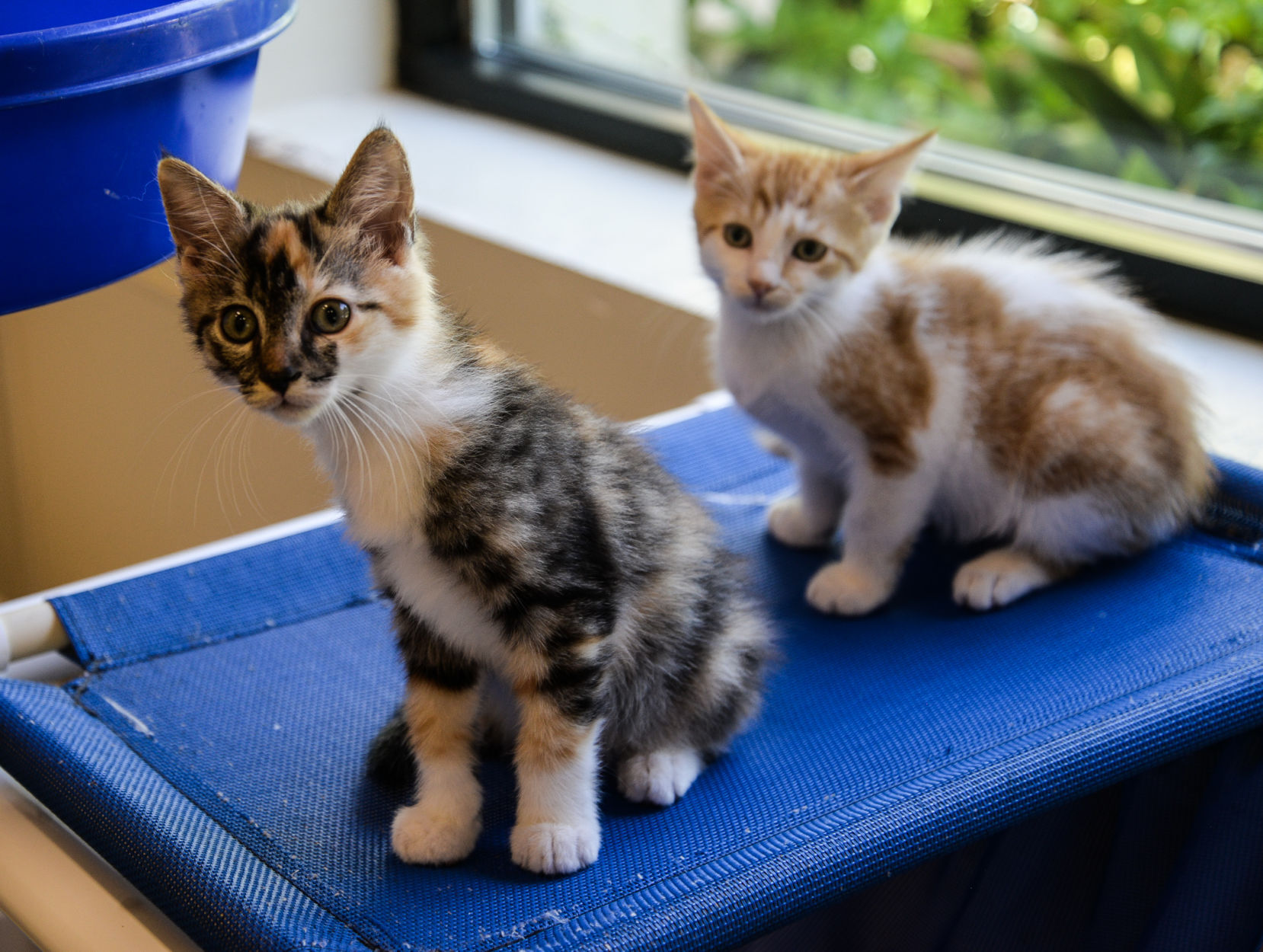 Male calico best sale cat cost