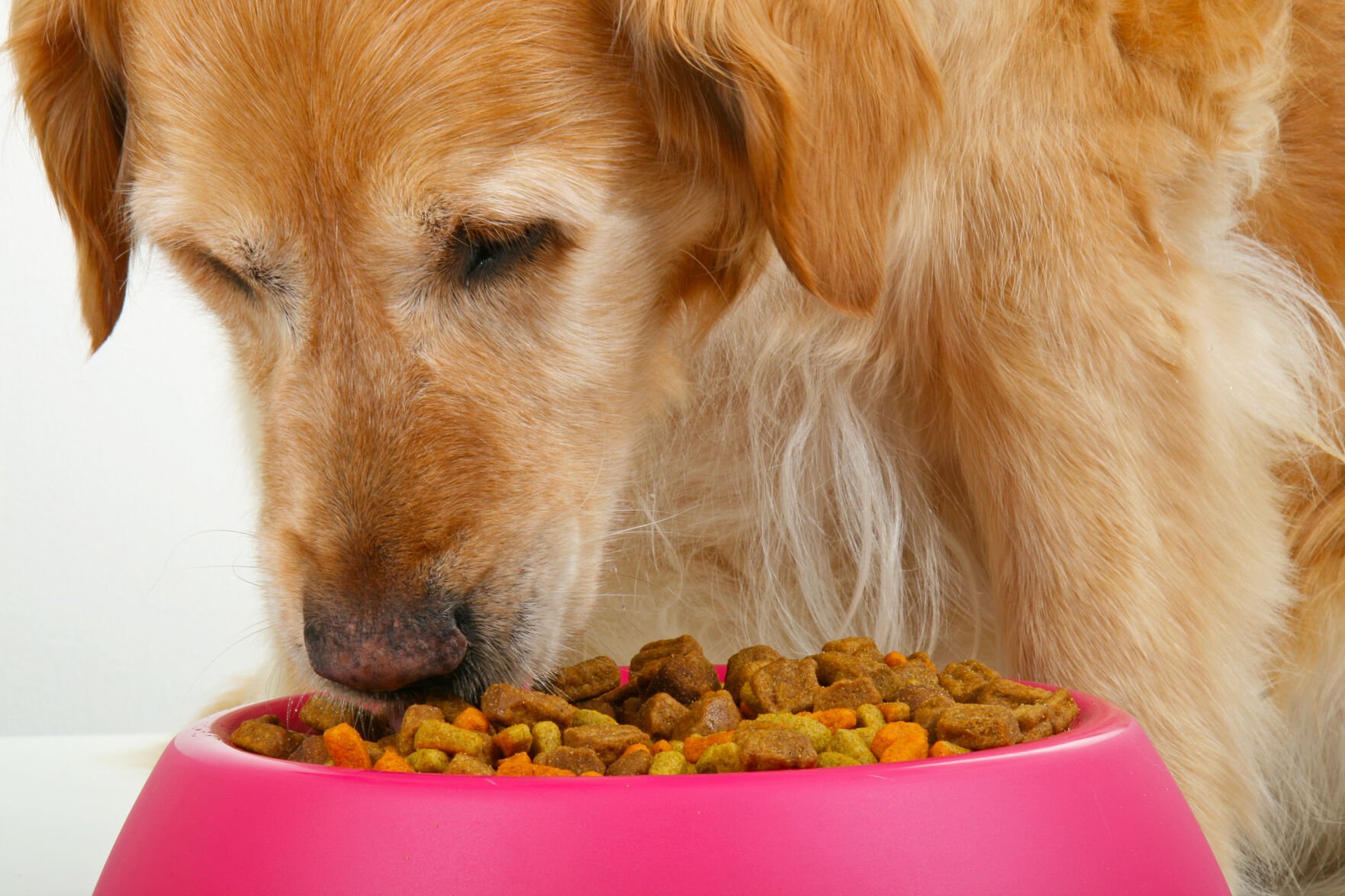 Akc recommended best sale dog food