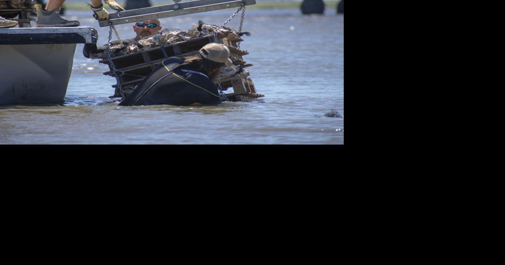 CRD completes first phase of oyster bed restoration project Local