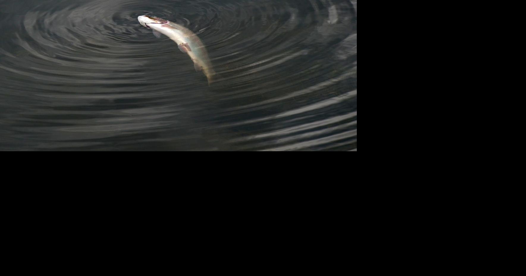 Thousands of fish died during mid-July heat wave. More could die in the coming weeks. Alex Chhith and Mya Sommers, Star Tribune Jul 29, 2026 2 hrs ago