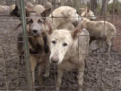 Glynn County Animal Control Personnel Assist In Candler County Dog Hoarding Case Local News The Brunswick News