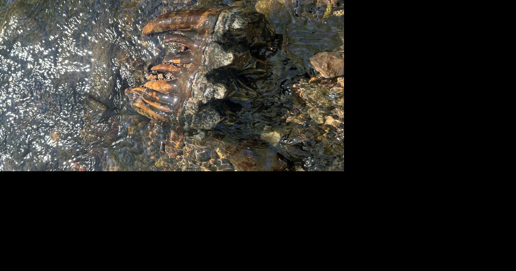 Rare Ice Age mastodon tooth discovered in Bay Area creek Hailey Branson-Potts, Los Angeles Times Sep 10, 2026 1 hr ago