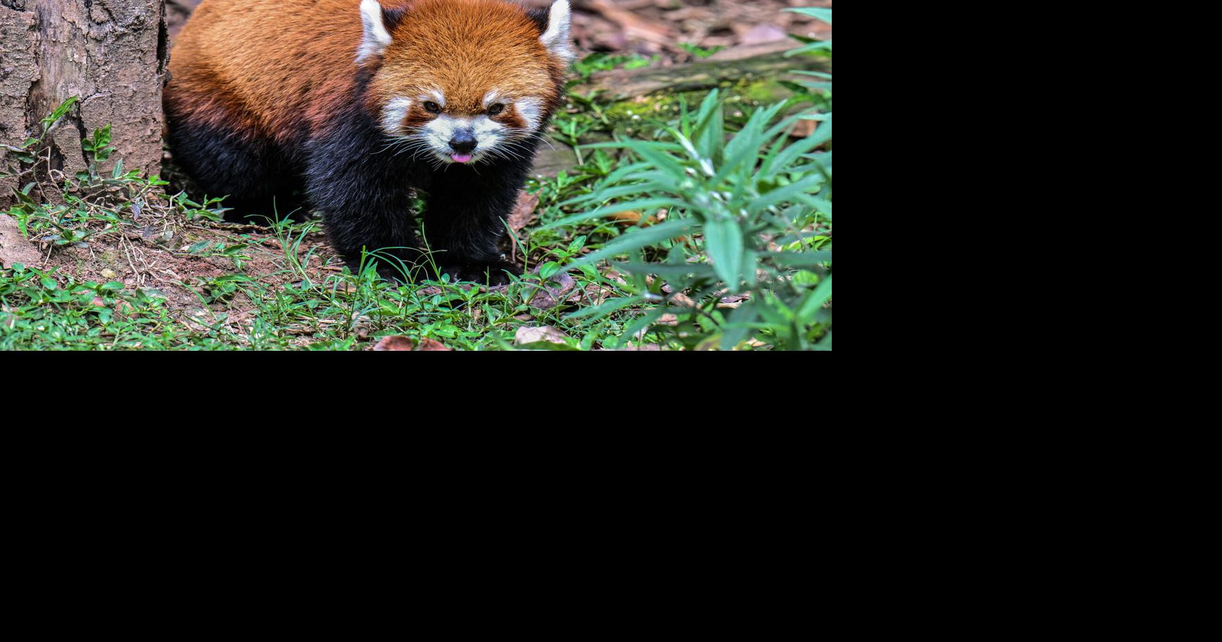 Red panda mom dies weeks after loss of newborn cubs at California zoo Colleen Shalby, Los Angeles Times Aug 8, 2026 1 hr ago
