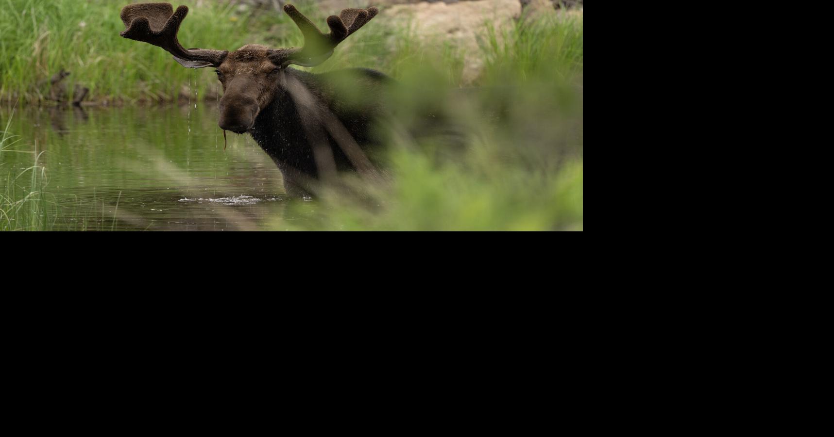 Moose and bears will likely benefit from Minnesota wildfires. Ticks and brainworms, not so much. Greg Stanley, The Minnesota Star Tribune Aug 20, 2026 43 mins ago