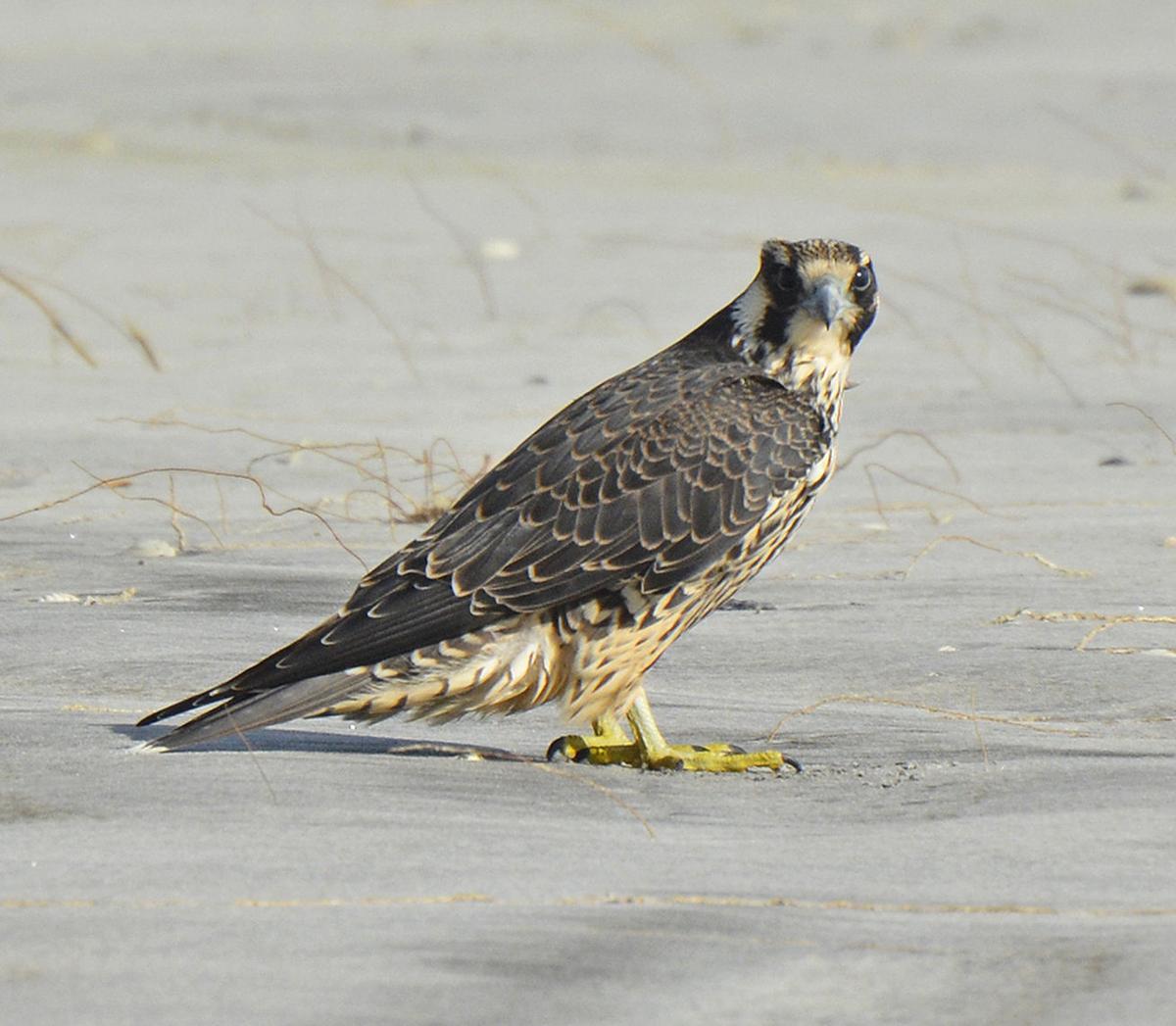 Beach birds Falcons occupy coast following gales Local News The