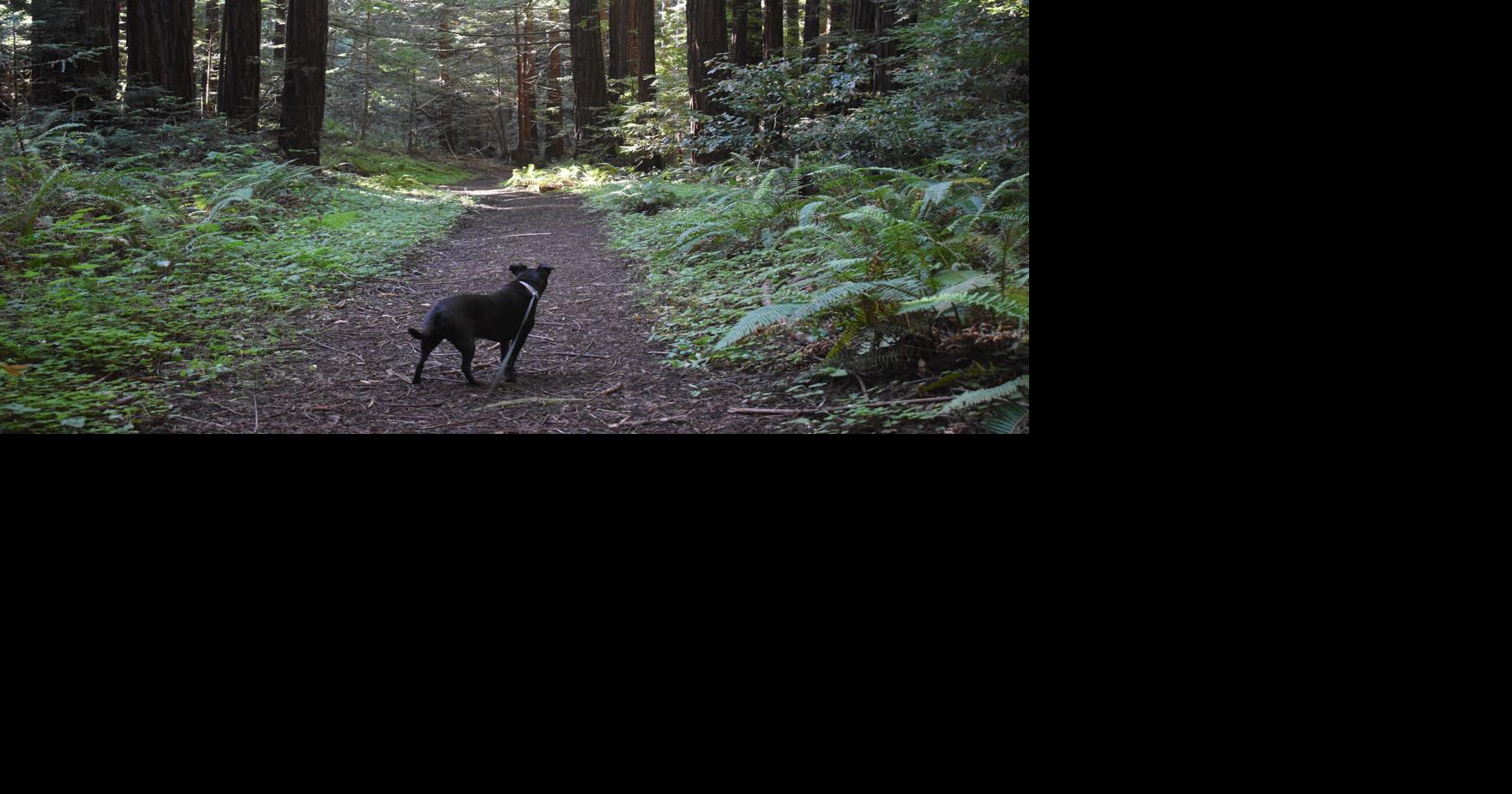 3 dog-friendly Bay Area camping spots to scout out this summer Kate Bradshaw, Bay Area News Group Jul 16, 2026 53 mins ago