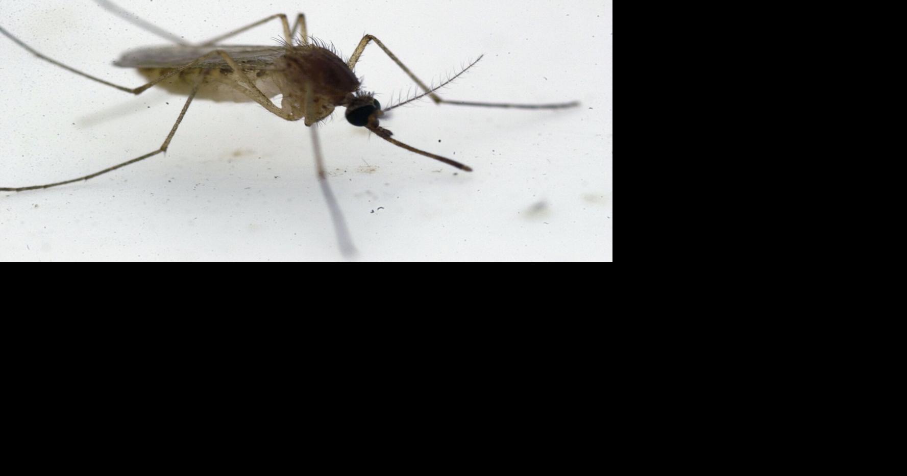 Illinois reports first West Nile virus death of the year, in Chicago Lisa Schencker, Chicago Tribune Sep 1, 2026 43 mins ago