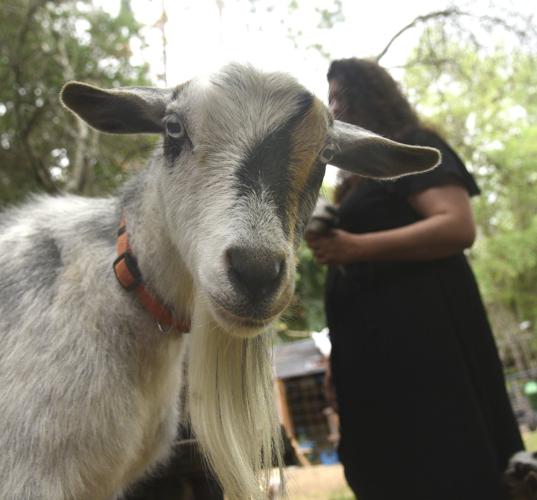 Fancy goats and fancy soaps at White Oak farm | Life 