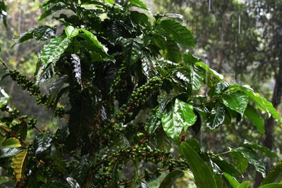 A coffee plant at a plantation in the Uyuca Biological Reserve, just east of Tegucigalpa in Francisco Morazan Department, on Oct. 12, 2017. Coffee crops in Latin America, one of the most appreciated products in the region, could become victims of climat...