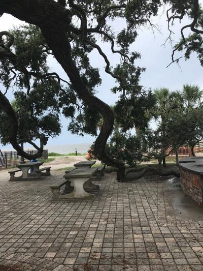 Neptune Park Picnic Area May Have To Move To Save Trees