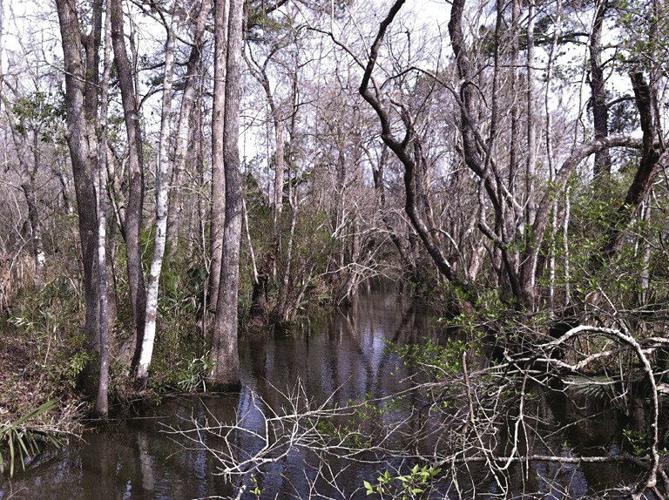 Altama Plantation conservation underway Local News