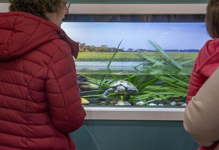 Georgia Sea Turtle Center exhibit highlights Jekyll wildlife | Local ...