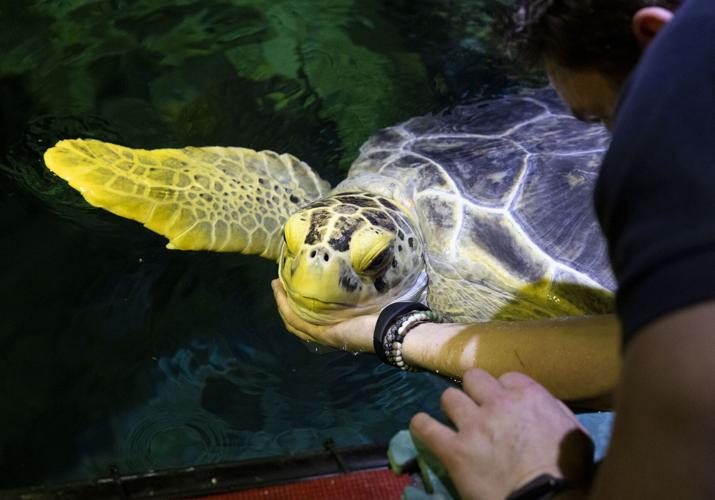 Turtle's tale: Nickel, the Shedd Aquarium's endangered green sea