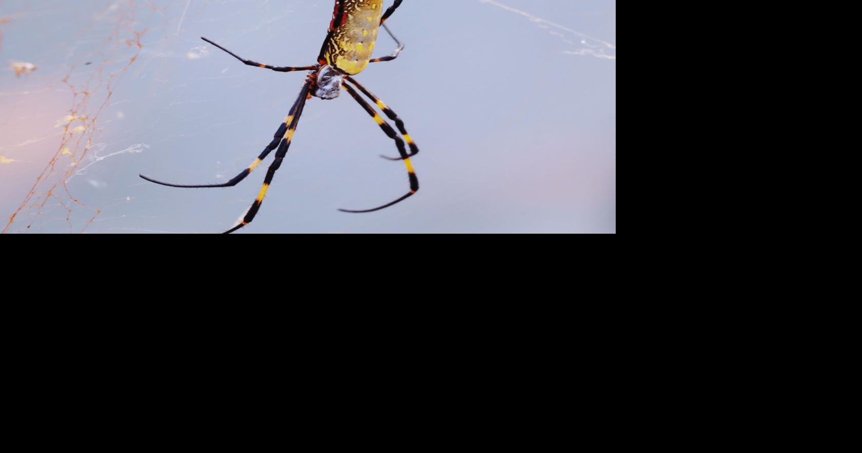 Just how much are these invasive giant yellow spiders harming SC? A new study has answers. Lyn Riddle, The State Sep 10, 2026 11 mins ago