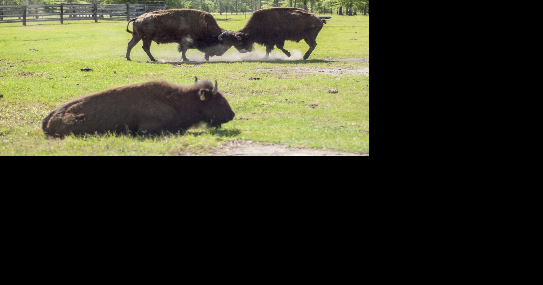 Rancher brings bison back to Georgia's coast | Life | thebrunswicknews.com