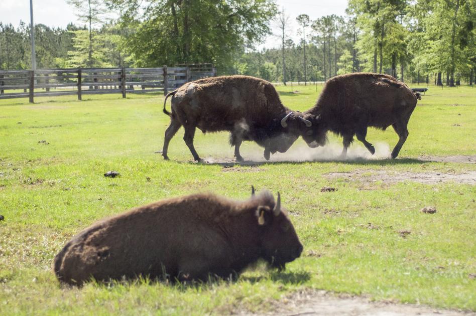 Rancher brings bison back to coast Life The Brunswick News