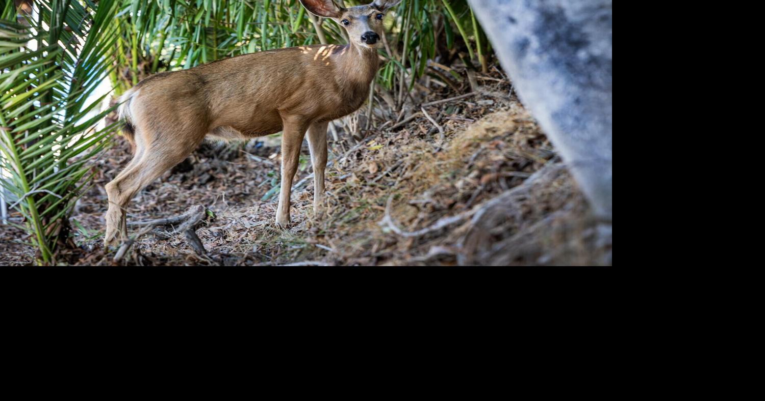 Killing of Catalina Island deer will go forward despite last-minute appeals Alex Wigglesworth, Los Angeles Times Sep 2, 2026 1 hr ago