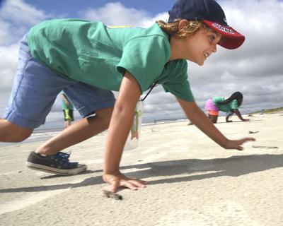 Sea Turtle Camp Engages Enthusiasts Of All Ages Newspapers In Education The Brunswick News