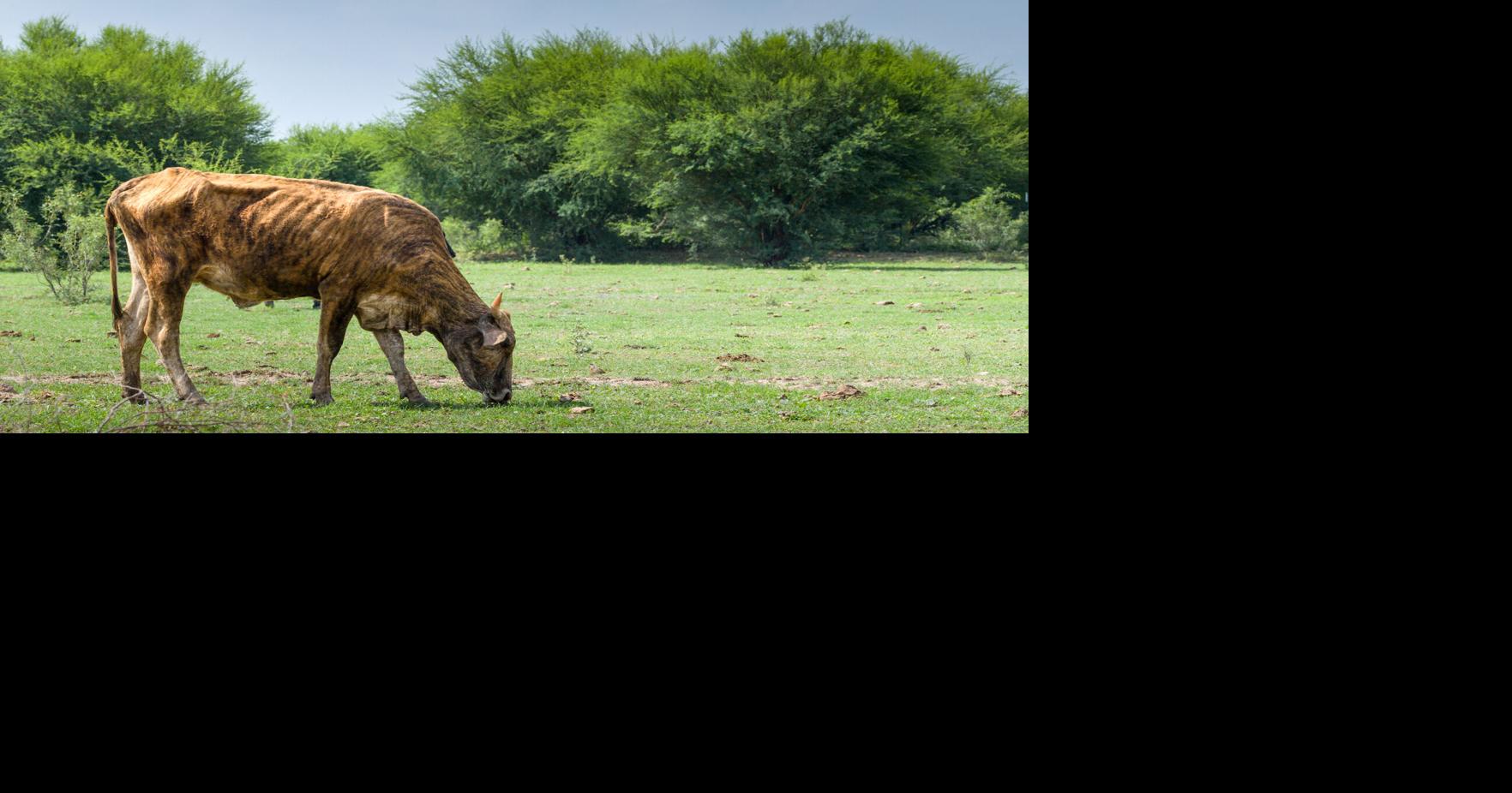 Mark Gongloff: For a thirsty American West, it's either cows or humans Mark Gongloff, Bloomberg Opinion Sep 3, 2026 47 mins ago