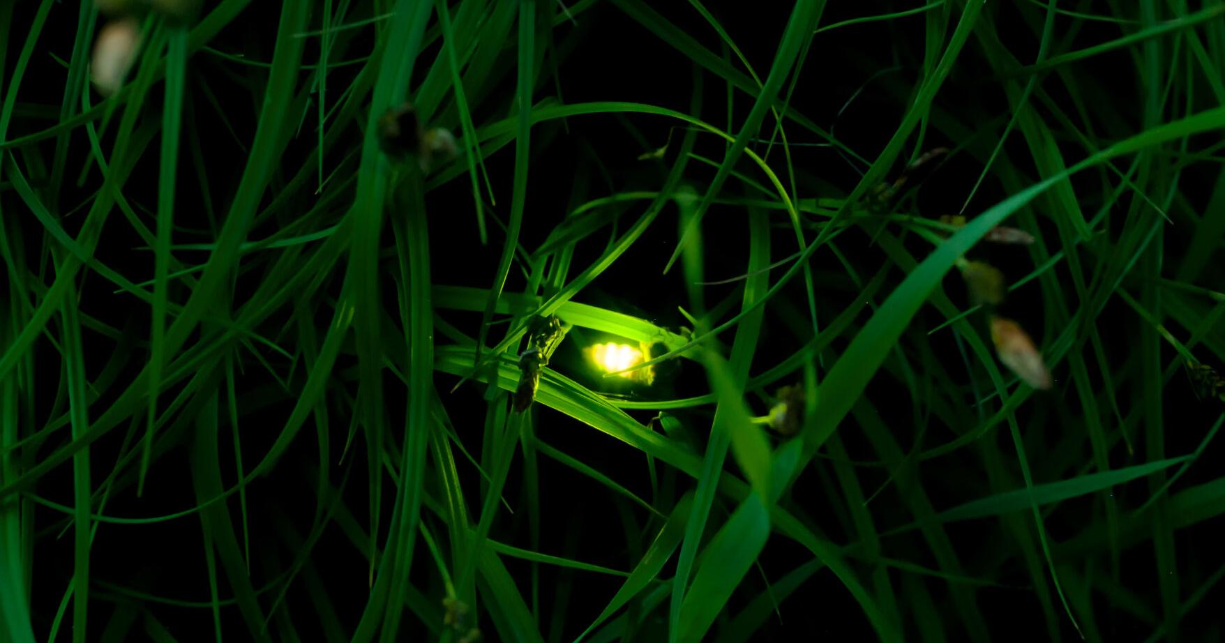 Where to see fireflies in Pittsburgh and how you can help keep their lights on - Vimarsana News