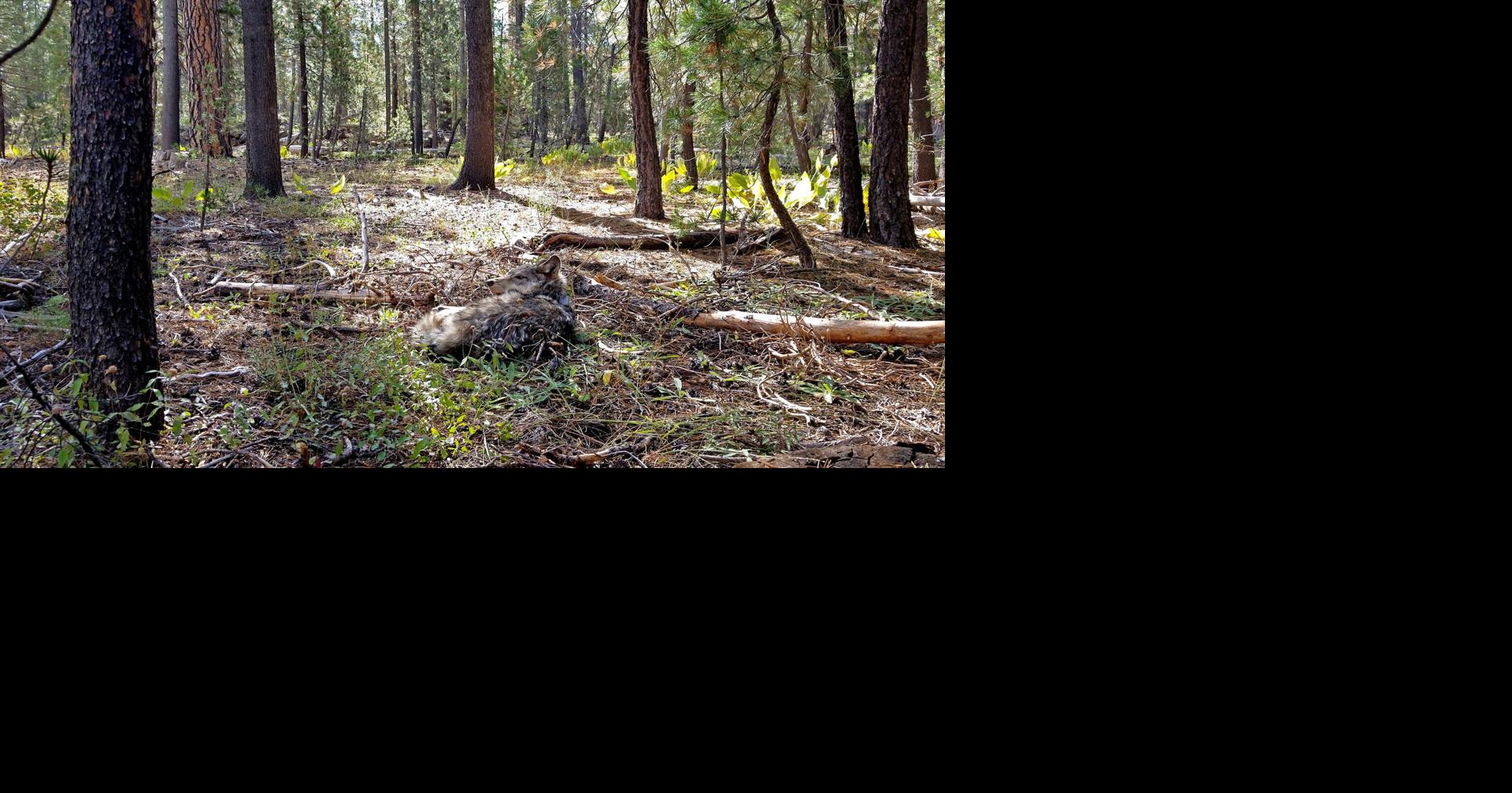 Rare sighting of endangered gray wolf in Lake County brings hope of California comeback Queenie Wong, Los Angeles Times Sep 5, 2026 38 mins ago